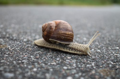 Co na ślimaki w ogrodzie – skuteczne sposoby na pozbycie się tych szkodników